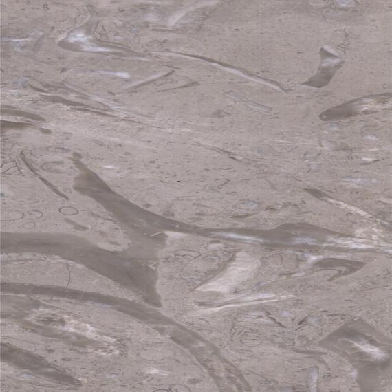 ذيل الفينيق الرمادي